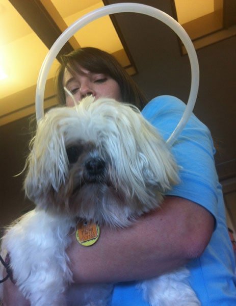 Blind Dog Kentucky Humane Society